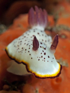 Chromodoris daphne, Shiprock by Doug Anderson 